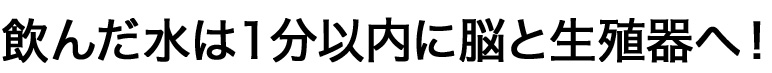 飲んだ水は１分以内に脳と生殖器へ！